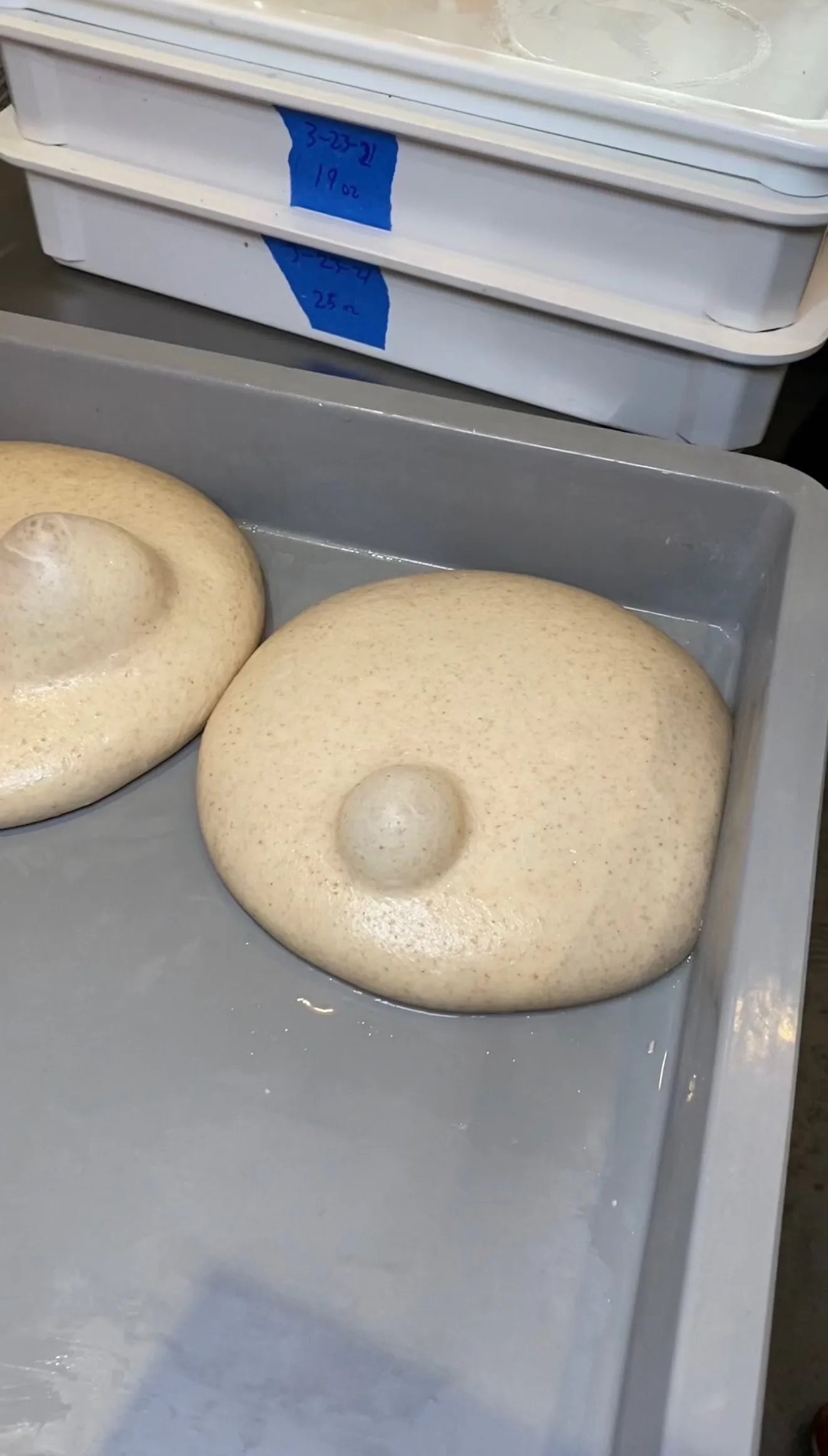 Raw calzone dough rounds rising in plastic container showing smooth puffy texture